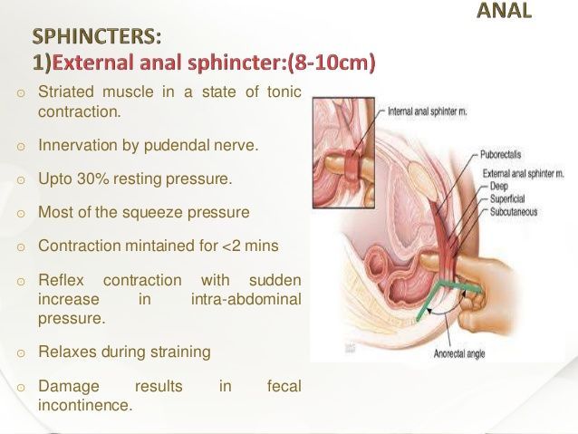 Anal reflex superficial