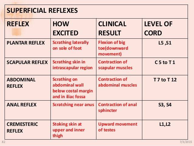 Anal reflex superficial