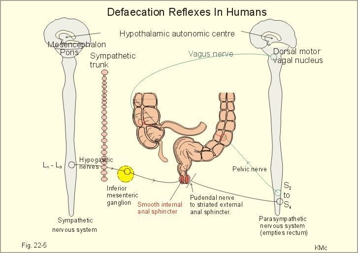 best of Superficial Anal reflex